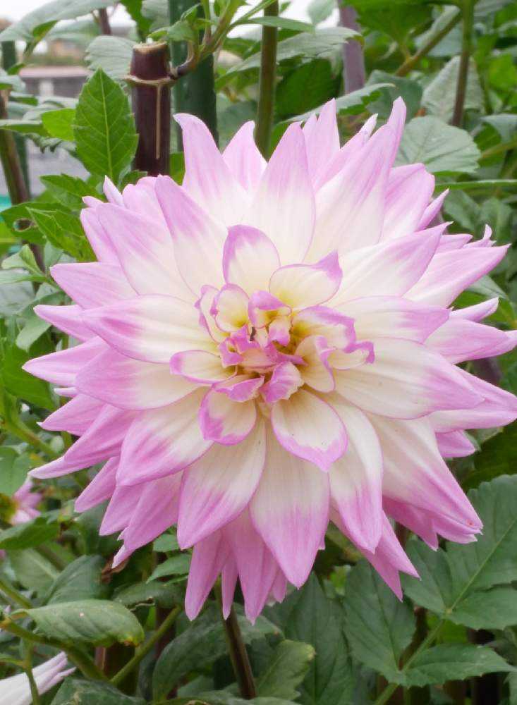 10 28 町田ダリア園 パート1 美しいダリアでいっぱい Greensnap グリーンスナップ