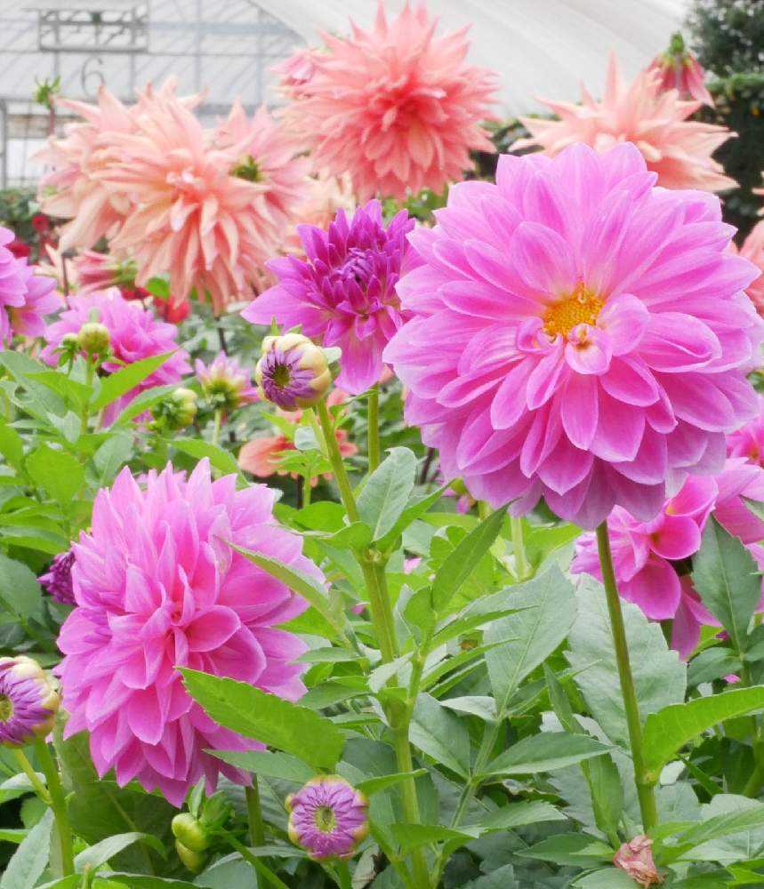 10 28 町田ダリア園 パート1 美しいダリアでいっぱい Greensnap グリーンスナップ