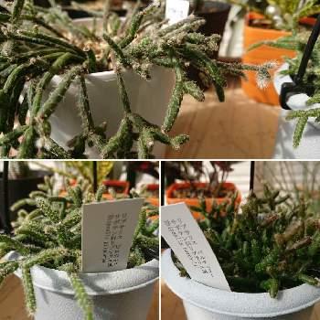 リプサリス バルチェリーの投稿画像一覧 Greensnap グリーンスナップ