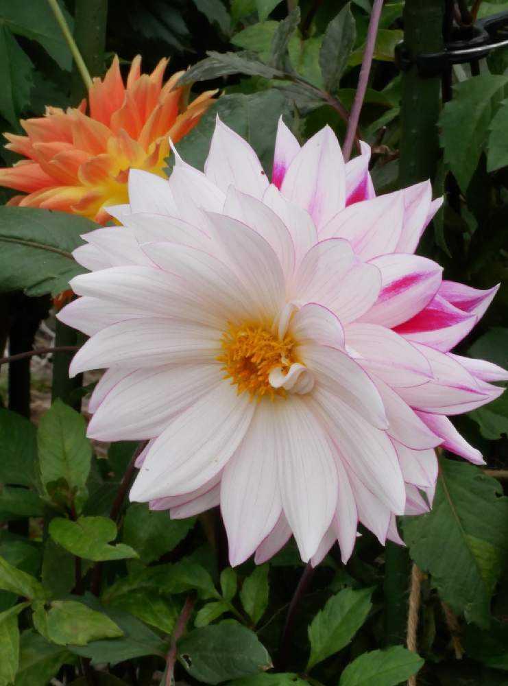 10 28 町田ダリア園 パート1 美しいダリアでいっぱい Greensnap グリーンスナップ