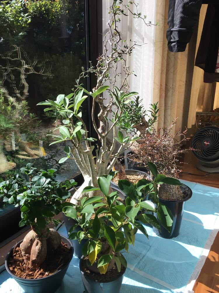 ガジュマルの投稿画像 By パキプスloveさん アデニウムとオペルクリカリア パキプスとパキポディウム ビスピノーサムとコミフォラ モンストローサとコーデックスと大型と現地球と現地株 月11月3日 Greensnap グリーンスナップ