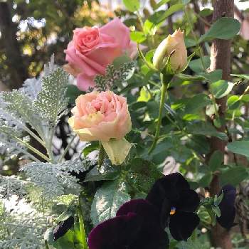 好きな色合い♡の画像 by キララさん | 小さな庭とビオラ・パンジーとピンクの花とおうち園芸とお花に癒されてと好きな色合い♡とシルバーレース♡と花のある暮らしとバラ・ミニバラと柔らかい色合いと花姿が魅力的とお花に囲まれて