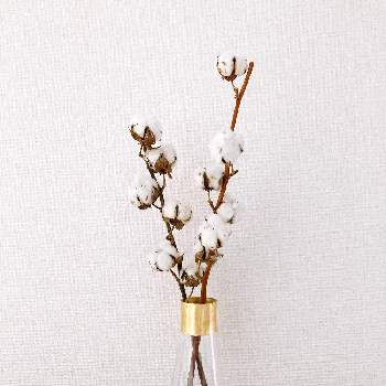 コットンフラワー の投稿画像一覧 Greensnap グリーンスナップ