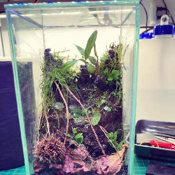 アヌビアス ナナ プチの投稿画像一覧 Greensnap グリーンスナップ