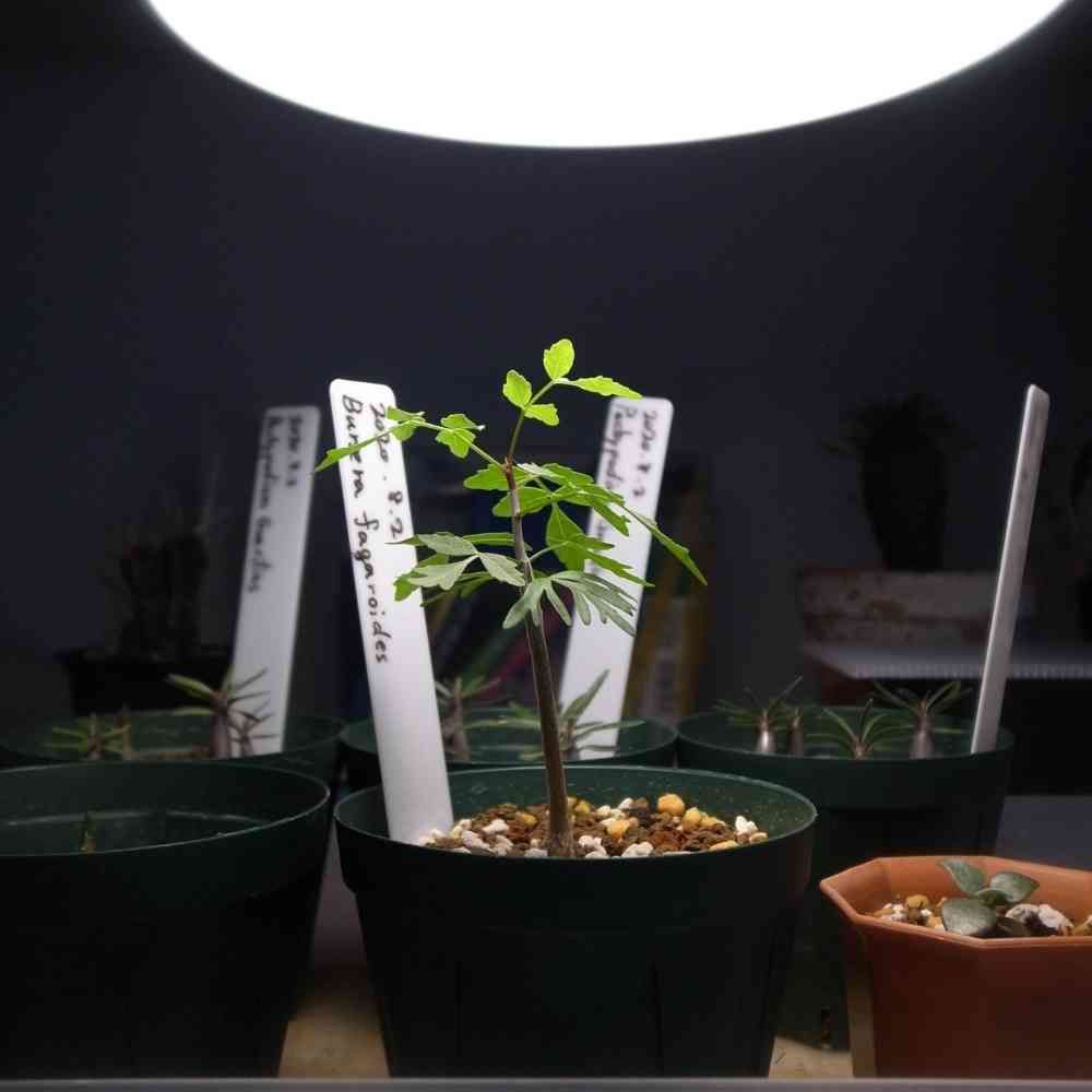 ブルセラ ファガロイデス 実生 鉢付き 一皮剥け 