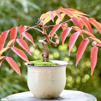 ハゼの盆栽の投稿画像一覧 Greensnap グリーンスナップ