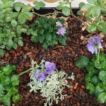 ドリフトローズ アプリコットの画像 by ともさん | パンジーとグリーンアイスとシレネ・ユニフローラとドリフトローズ アプリコットとスカビオサ ピンクッションブルーと斑入の葉と寄せ植えと青い花とおうち園芸とバラ・ミニバラと紫の花