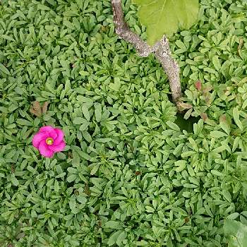 オキザリス桃の輝き鉢栽培Yの画像 by raizouさん | オキザリス　桃の輝きとオキザリスとピンクの花とおうち園芸とオキザリス桃の輝き鉢栽培Y