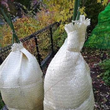 アジサイの冬囲いの投稿画像一覧 Greensnap グリーンスナップ