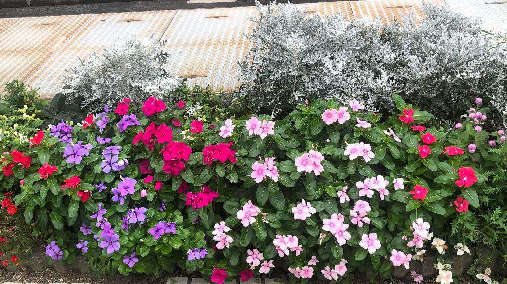 職場の花壇づくり 30円苗限定 Greensnap グリーンスナップ