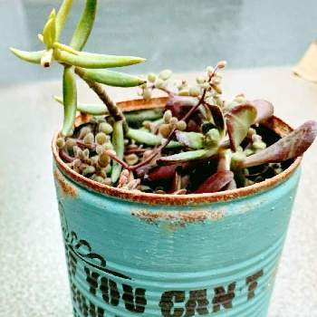 たかりえちゃんのリメ缶の画像 by EMIさん | お出かけ先と多肉植物とリメ缶と花のある暮らしとたかりえちゃんのリメ缶