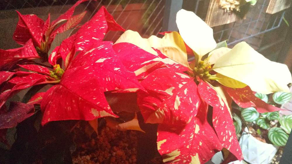 ポインセチアの投稿画像 By Bobさん スイカぺペロニアとみどりのある暮らしと冬越しとグリーンライフ とニューフェイスと初心者とおうちde菜園と葉水は日課 とベイビーとグリーンを探してと斑入り好き とおうち園芸と大きくな れ とキュートとかわいいベイビー