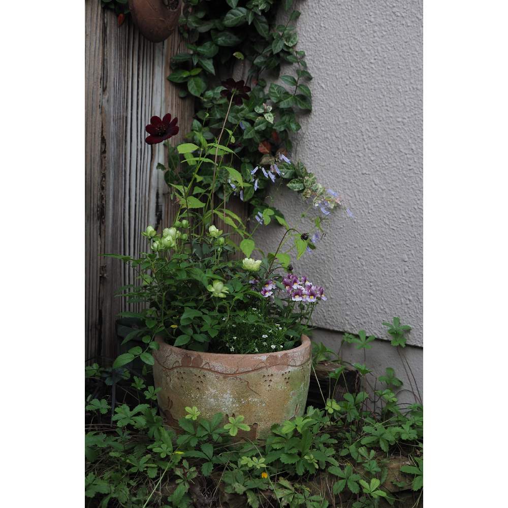 小さな庭の画像 by 我楽多さん | 小さな庭といつもの箱庭（箱庭正面）とOLY 40-150mm F2.8 ProとOM-D E-M1Ⅱといつもの箱庭（枕木周り）と十一月の庭