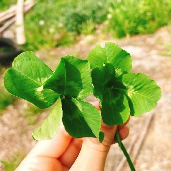 幸せの四つ葉のクローバーの投稿画像一覧 Greensnap グリーンスナップ