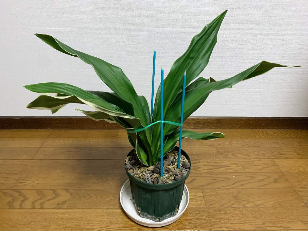 万年青 大統領の虎の投稿画像 By 紫雲楽さん 万年青 とおもと と古典園芸と万年青 大葉 とおうち園芸と山野草盆栽と古典園芸植物と万年青 と万年青 と花のある暮らしと盆栽と万年青 とおもと と古典園芸と万年青 大葉 とおうち園芸と山野草盆栽と古典園芸植物と