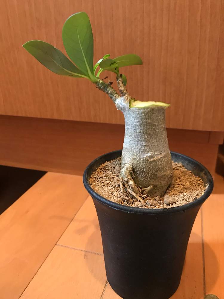 アデニウムの投稿画像 By 壺さん アデニウム アラビカムと多肉植物とみどりのある暮らしと植物のある暮らしとコーデックスと植中毒と胴切りと塊根植物 月11月3日 Greensnap グリーンスナップ