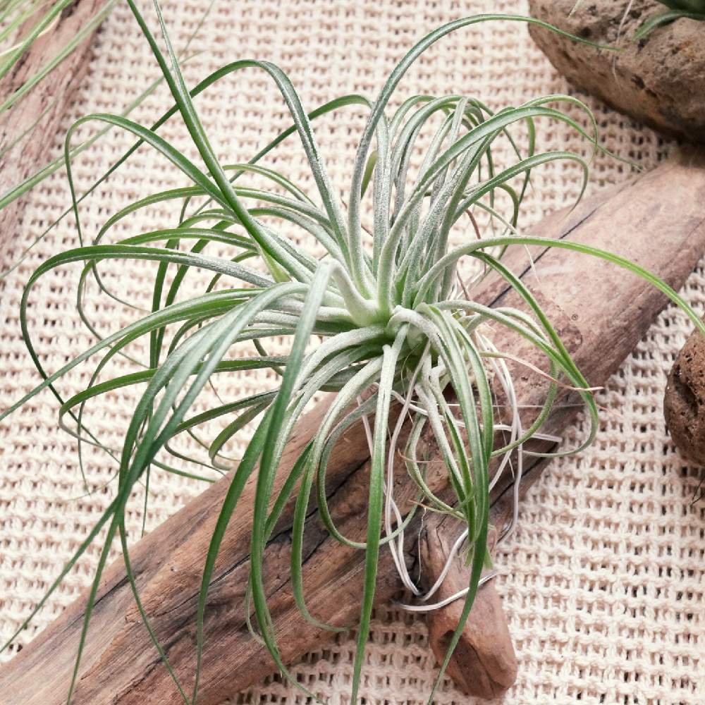 チランジアの投稿画像 By Keikoさん チランジア ストリクタとストリクタとエアプランツ チランジア とみどりのある暮らしと観葉植物とおうち園芸と多年草と流木とエアプランツとエアープランツ チランジア 月11月3日 Greensnap グリーンスナップ