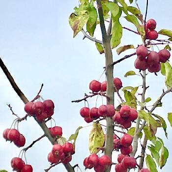 可愛い実のなる木の画像 by アボガドさん | 広い庭と姫リンゴと可愛い実のなる木とおうち園芸