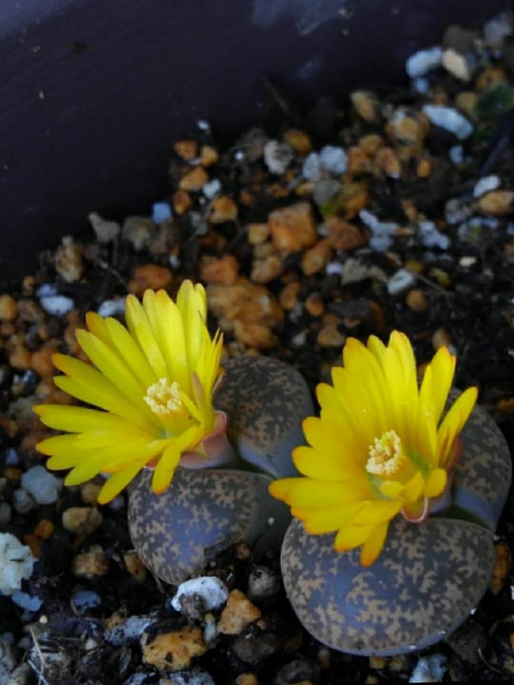 リトープスの投稿画像 By リボンの騎士さん 月11月3日 Greensnap グリーンスナップ