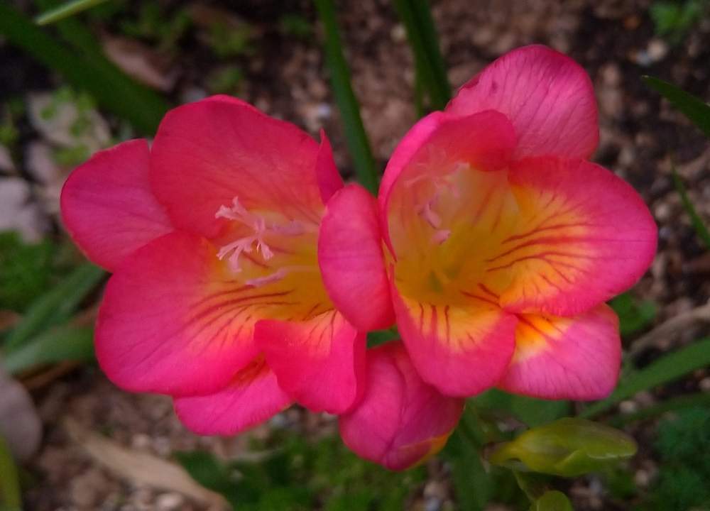 フリージアの投稿画像 By ドロップさん ピンクの花と花のある暮らしと今日のお花 月11月3日 Greensnap グリーンスナップ