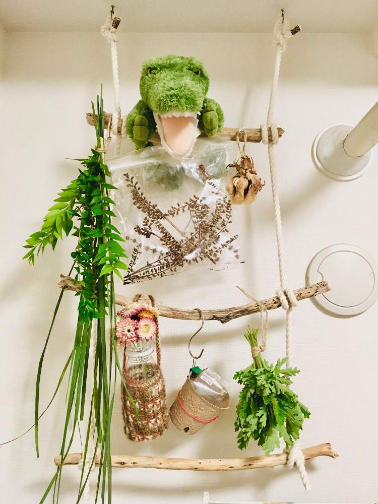 ゼラニウムの投稿画像 By ココナッツさん レモングラスとギンバイカ マートル とシソとハーブとドライフラワーとdiyとハーバル モモ 月11月3日 Greensnap グリーンスナップ