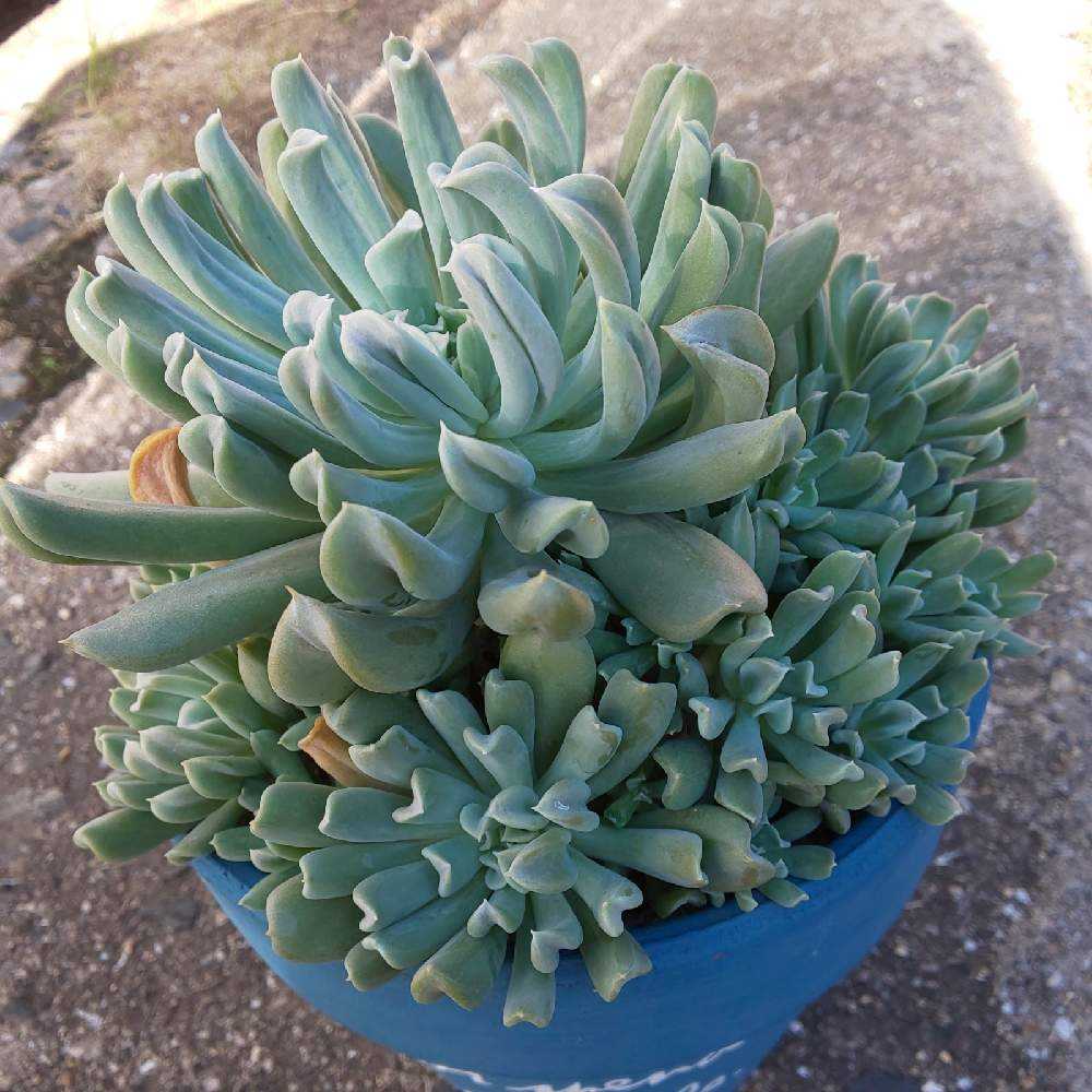 多肉植物^o^  トップシーダビー　超大苗！ 多肉植物^o^ トップシーダビー 超大苗！ - メルカリ