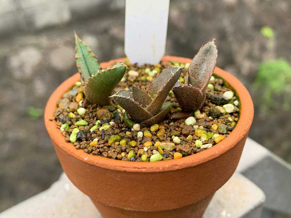 アガベ チタノタブルー実生苗1トレーすべて - 植物/観葉植物