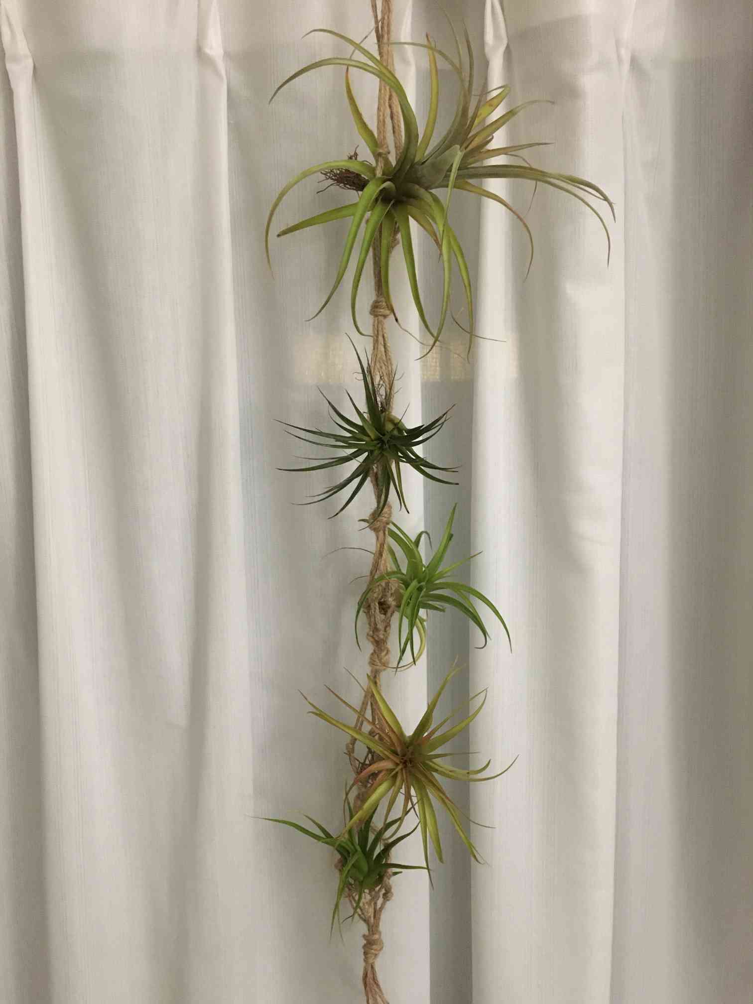 チランジア ファシクラータの一覧｜🍀GreenSnap（グリーンスナップ）