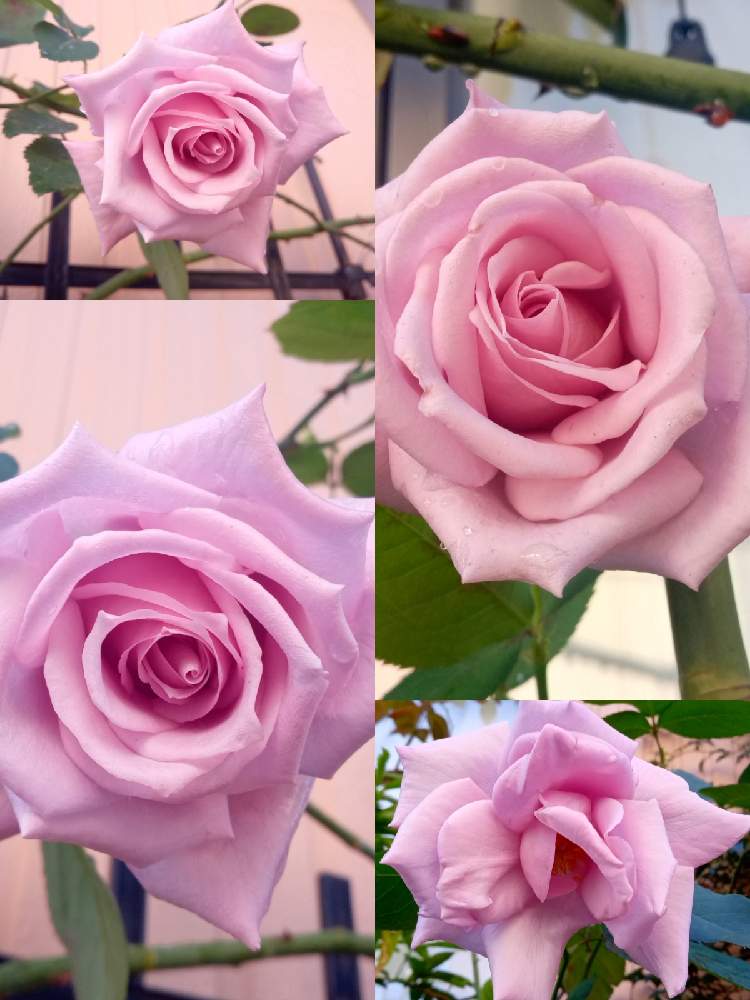 ブルームーンの投稿画像 By のわさん 花のある暮らしと薔薇のある暮らしとしつこい私と無知 月11月4日 Greensnap グリーンスナップ