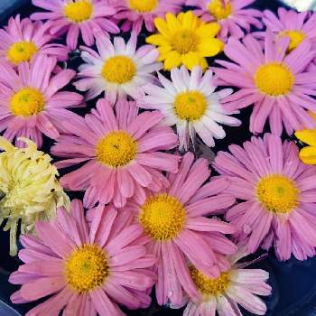 おうち花手水の画像 by ミルキーさん | 小さな庭ときくと咲いた！と花のある暮らしとおうち花手水と毎年咲いてくれてありがとう