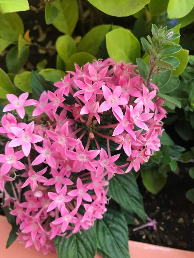 ペンタスの投稿画像 By ポポリんさん 月11月4日 Greensnap グリーンスナップ