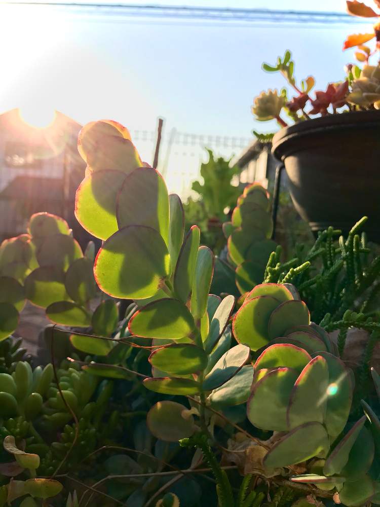 多肉植物の投稿画像 By ながさんさん マンドラゴラの森と来春植え替えとマンドラゴラと放置多肉と多肉植物のある暮らしとおうち園芸と マルニエリアナと増えすぎ 月11月4日 Greensnap グリーンスナップ