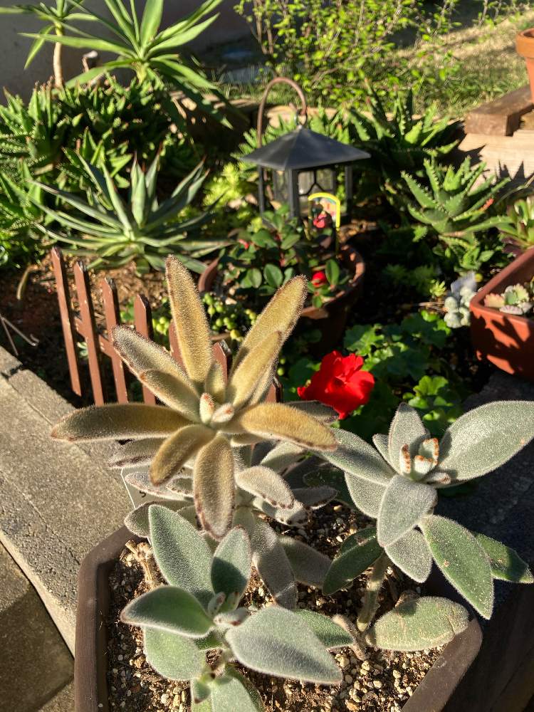 アガベの投稿画像 By こまさん アロエ 不夜城と月兎耳 つきとじ と我が家の花壇 月11月4日 Greensnap グリーンスナップ