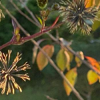 秋の野の花の画像 by チャーさん | お出かけ先とコセンダングサと野の花とチャーさんのリポートと山野草とチャーさんの 里山歩きと紅葉（こうよう）と秋の野の花と里の秋と自然観察と小さな秋