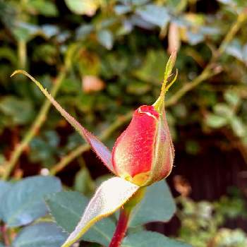 薔薇の蕾の投稿画像一覧 Greensnap グリーンスナップ