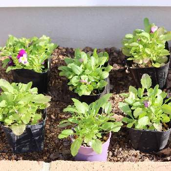 ビオラ ピンクレモンリップの投稿画像一覧 Greensnap グリーンスナップ