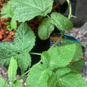 ラズベリー インディアンサマーの投稿画像一覧 Greensnap グリーンスナップ