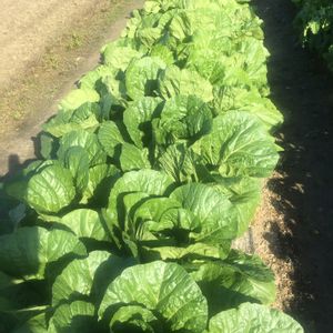 自家製野菜,ビギナー野菜,冬野菜,ハクサイ 野菜,野菜作りの画像