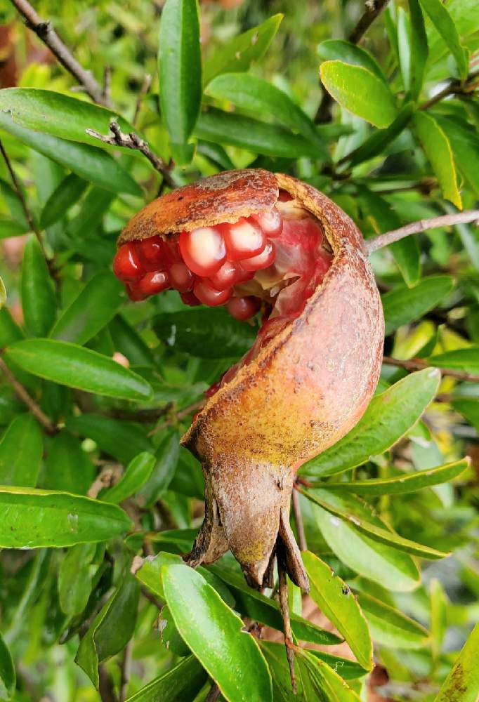 ザクロの投稿画像 By 華子さん 落葉小高木と果樹と庭木と食用と赤い実 月11月4日 Greensnap グリーンスナップ