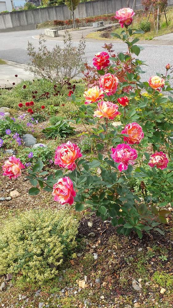 エキナセアの投稿画像 By 金魚さん セイヨウニンジンボクとタイムとチョコレートコスモスとモーリスユトリロとゲラニウム ロザンネイとハーブと秋バラ 月11月4日 Greensnap グリーンスナップ