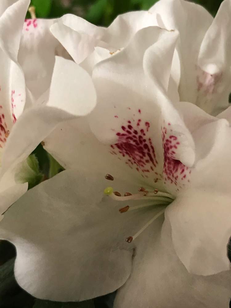 アザレアの投稿画像 By たーこさん 西洋ツツジ アザレアとやさしい花とすてき とおうち園芸と花びらと綺麗な色 月11月4日 Greensnap グリーンスナップ