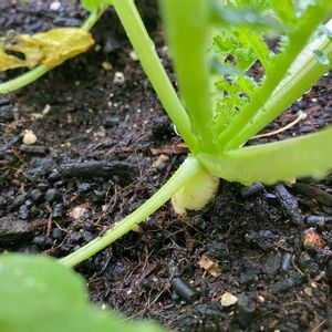 ミニ大根,プランター野菜,初挑戦,インテリアグリーン,お野菜の画像