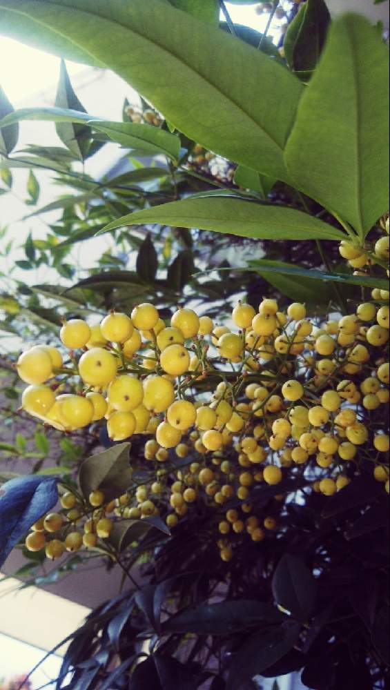 白 南天の投稿画像 By Yaechan さん 新型コロナウィルスに負けるなと綺麗と癒やされてと可愛いと初秋と縁起がいい木 月11月4日 Greensnap グリーンスナップ