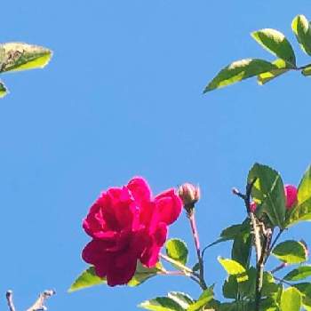 癒しの花♡♡の画像 by じゅんさん | 小さな庭と癒しの花♡♡と花が好き♡♡と薔薇愛同盟とGSミニモニ。とバラと夢CLUBとかわいい✨とバラが好きと花のある暮らしとチーム福岡