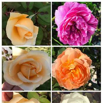 バラの小道の画像 by pipiさん | アプローチとバラの小道とピンクの花と白いバラとおうち園芸とオレンジのバラと我家の花達と花のある暮らし