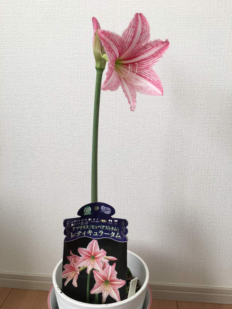 アマリリスの投稿画像 By ミイちゃんママさん 季節外れの開花と1年に1度の楽しみとおうち園芸 月11月4日 Greensnap グリーンスナップ