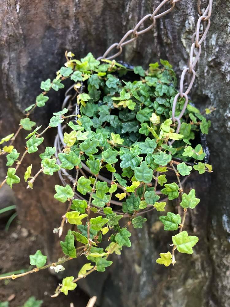 植物のある暮らしの投稿画像 By あかねこさん Gs永ちゃん部と癒しとフィカス プミラ と天使のいたずらと可愛いとフィカスプミラ クエルキフォリア 月11月4日 Greensnap グリーンスナップ