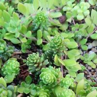 ツルマンネングサ 蔓万年草 の育て方 水やり加減や増やし方は Greensnap グリーンスナップ ツルマンネングサ 蔓万年草 の育て方 水やり加減や増やし方は Greensnap グリーンスナップ