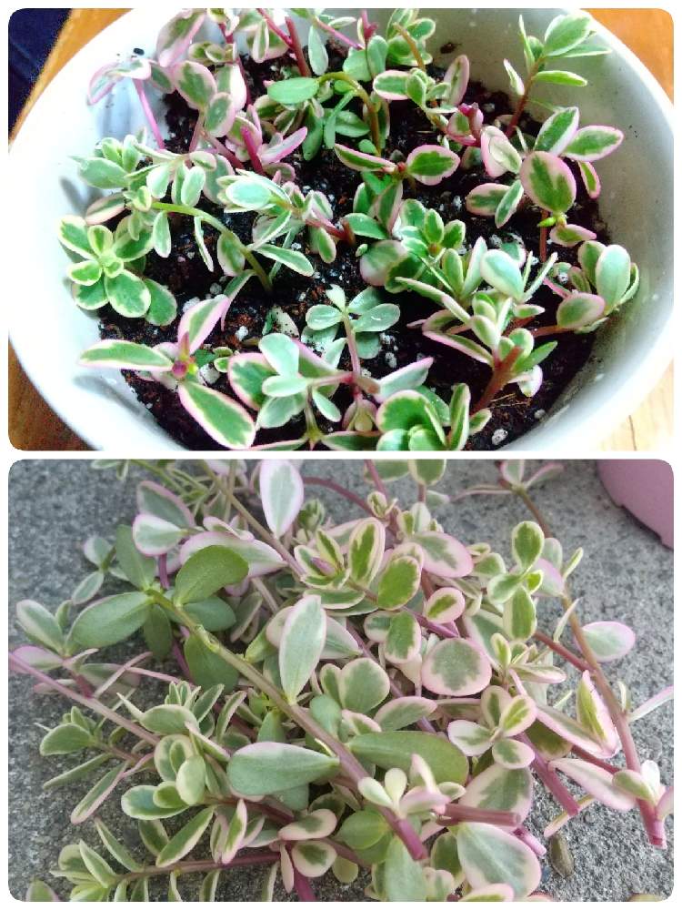 ポーチュラカの投稿画像 By ゆうちいさん 葉挿しと花のある暮らしとおうち園芸と結いのはな 月11月4日 Greensnap グリーンスナップ