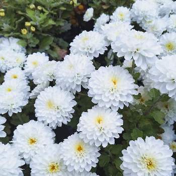 白い小菊の投稿画像一覧 Greensnap グリーンスナップ